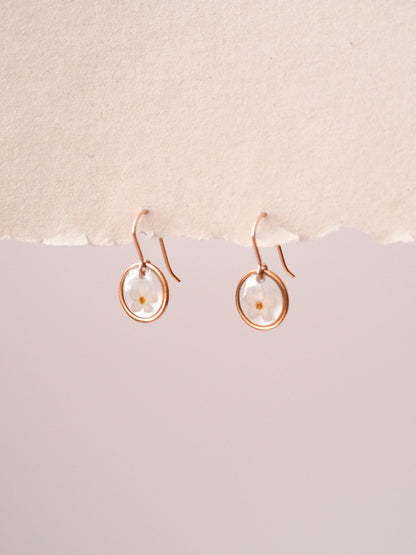 „Forget-Me-Not“ - Ohrringe mit echten Vergissmeinnicht, Edelstahl